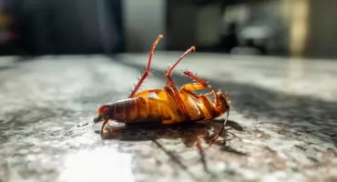 Małe robaczki w domu? – Czym mogą być?