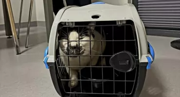 Pozostawiony bez jedzenia i opieki. Interwencja służb w Domaniowie