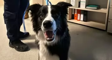 Brutalne znęcanie się nad psem we Wrocławiu. Zero tolerancji dla okrucieństwa