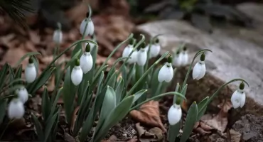 Zimowy Weekend w Arboretum Wojsławice. Jedyna taka okazja, by zobaczyć ogród zimą