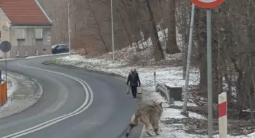 Wilk w centrum Pieńska. Drapieżnik pojawił się na ul. Zgorzeleckiej