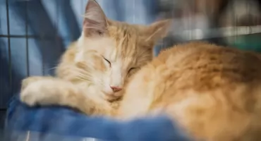 Wrocław przeznacza rekordowe środki na czipowanie i kastrację psów i kotów. Bezpieczeństwo zwierząt priorytetem miasta