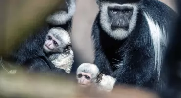 Podwójna radość w ZOO Łączna. Na świat przyszły dwie białe gerezy abisyńskie