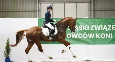 VII Pokaz Ogierów Hodowlanych na Partynicach. Święto miłośników koni we Wrocławiu