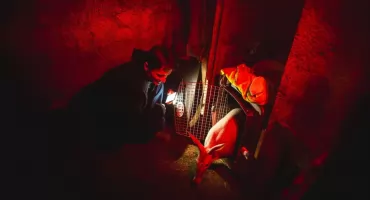 BUBU. Odrzucony przez matkę, uratowany przez człowieka. Historia mrównika z Wrocławia