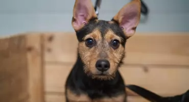 Wrocław finansuje darmową kastrację i czipowanie psów i kotów. Trwa nabór do 2026 roku