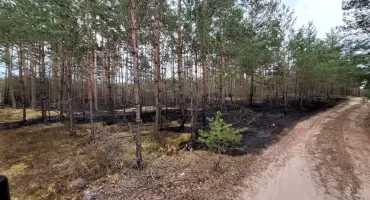 Szok w Bolesławcu. Podpalił las, po czym walczył z ogniem jako strażak. 33-latek został zatrzymany przez policję